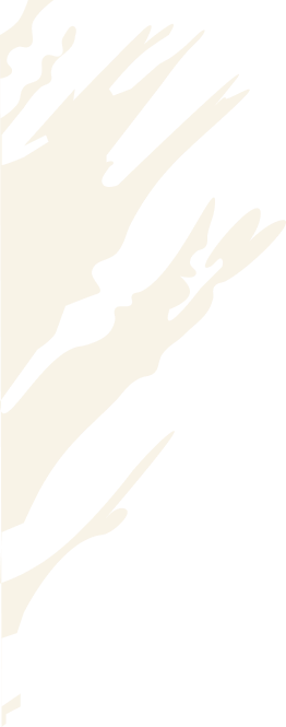 shape